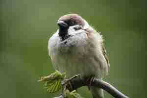 Free photo sparrow perched on a tree branch