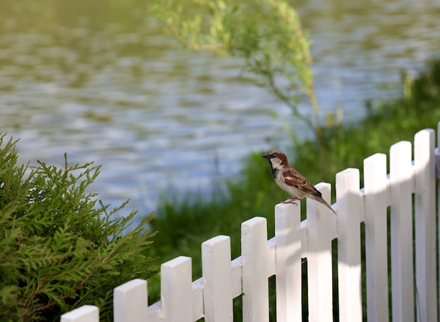 Sparrow perched on the white wooden fence with a blurry lake