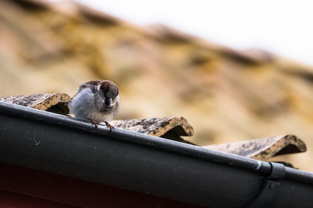 sparrow sitting on the roof of a house