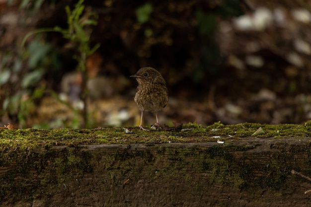 Sparrow on the wood covered in mosses under the sunlight with a blurry background