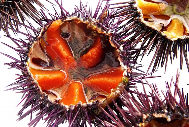 Premium Photo | A species of sea urchin, purple sea urchin