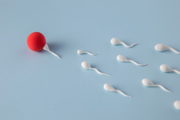 Spermatozoi e ovulo ad angolo alto