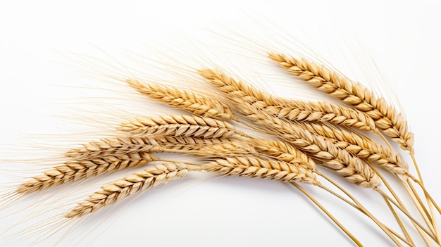 Spices of wheat on a white background