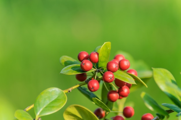 Free photo spicy aroma orchard apple crabapple very sweet sour taste