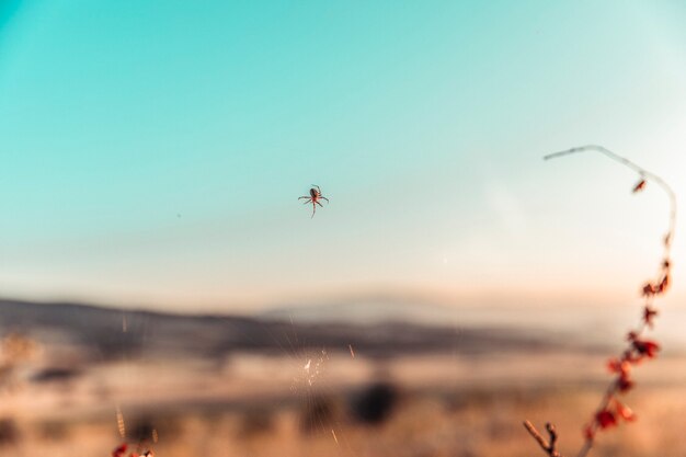 A spider creating hence in the nature