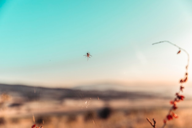 Foto gratuita un ragno che crea quindi nella natura