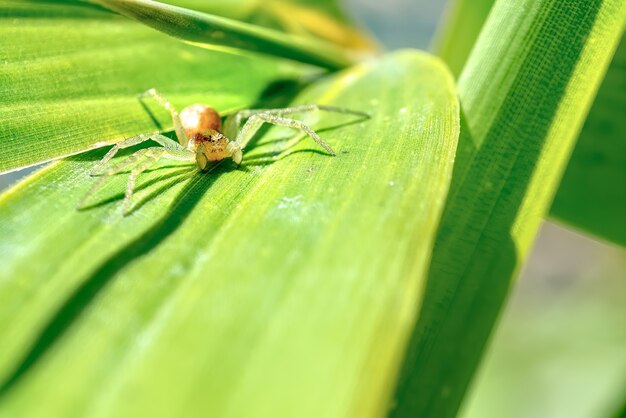 Spider hiding in leafs, in garden