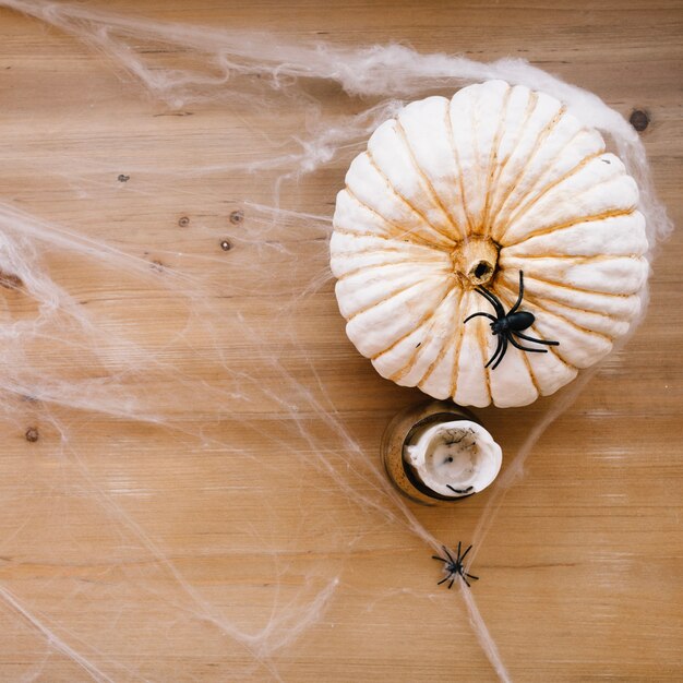 Spider on pumpkin