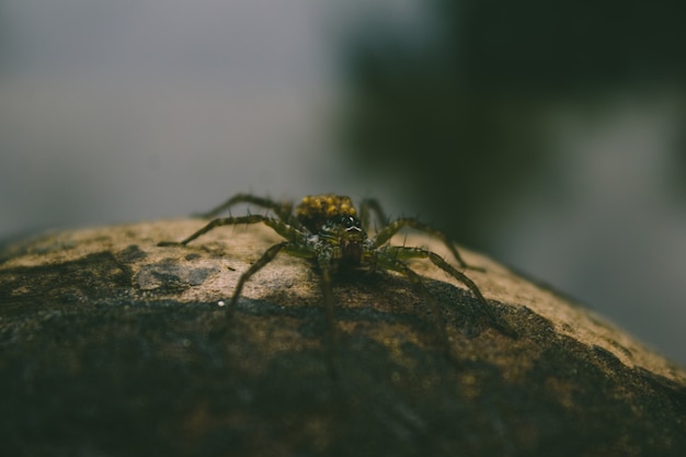 Free photo spider sitting on wood