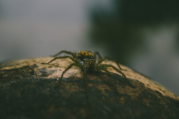 Spider sitting on wood