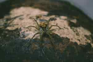 Free photo spider sitting on wood