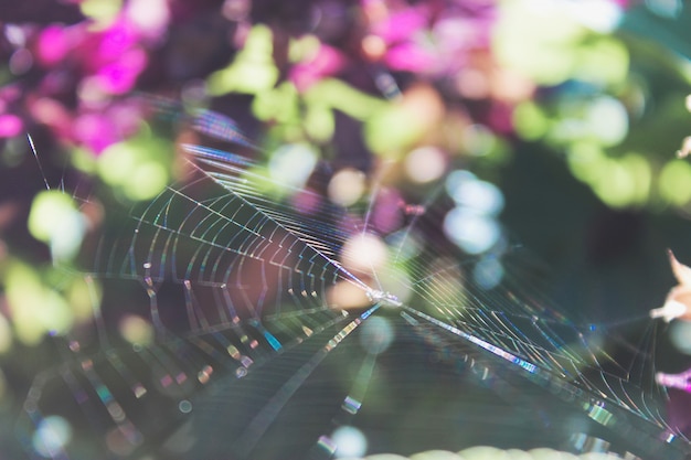 spider web on a blurred background