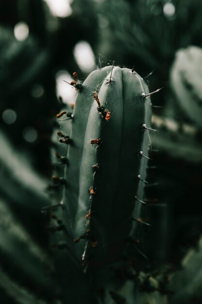 Spider web on cactus plant