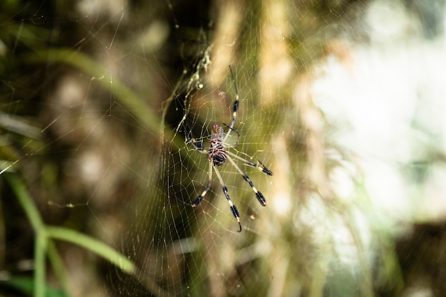 Free photo spider on web with blurred background