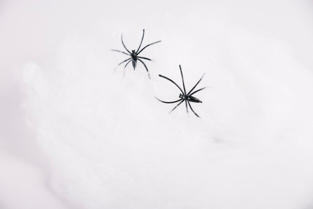 Spiders crawling on white background