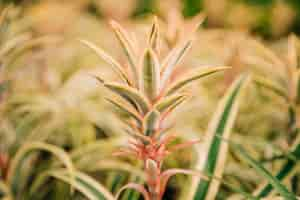 Free photo spike leaves with selective focus in the garden