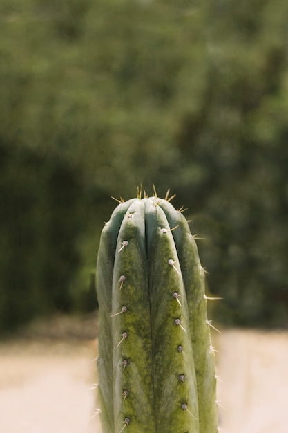 Free photo spiked thorn over the saguaro cactus plant