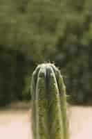 Foto gratuita spina appuntita sopra la pianta del cactus del saguaro