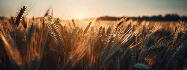 Spikes of ripe wheat on a farmers field AI Generated Image