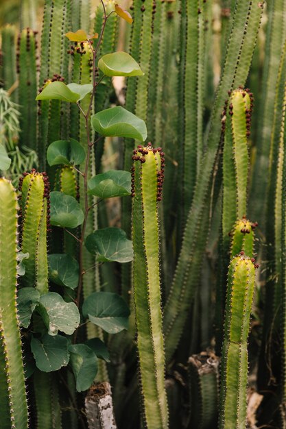 Spiky cactus growing on field