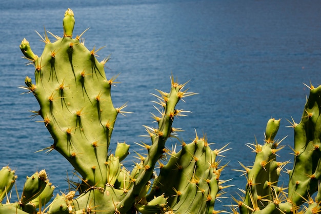 Spiky cactus leaves with the sea