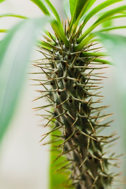 Spiky stem of plant