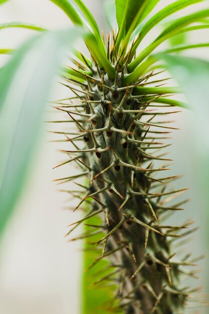 植物のスパイキー茎