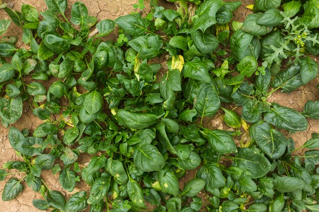 Spinach leaves