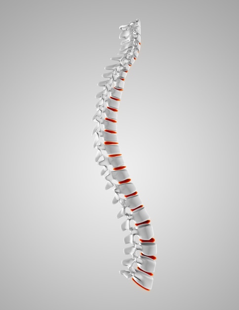 Spinal cord with red details