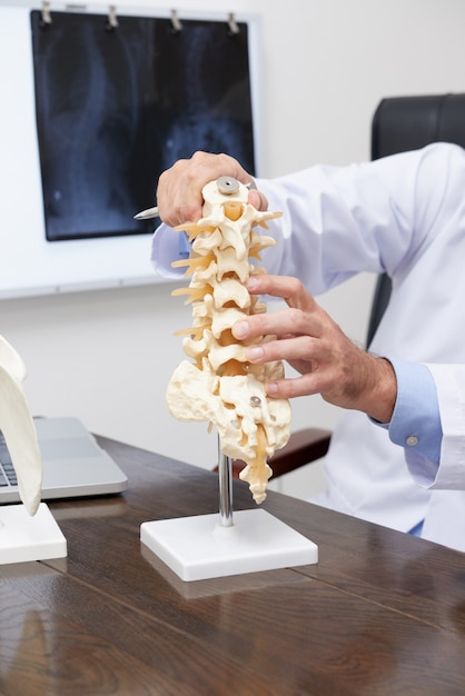 Spine model standing on the desk of the unrecognizable doctor