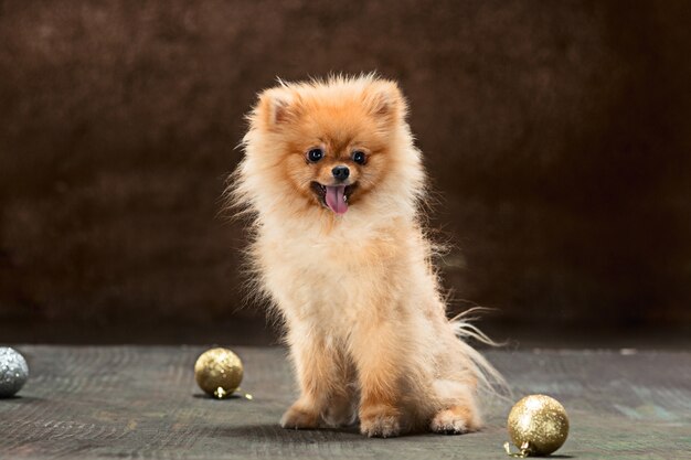 Spitz-dog in studio on a neutral backdrop