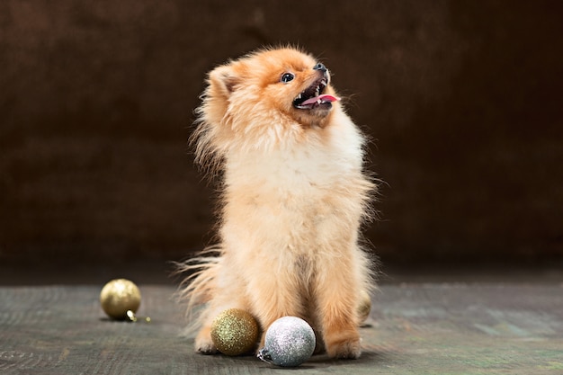 Spitz-dog in studio on a neutral backdrop