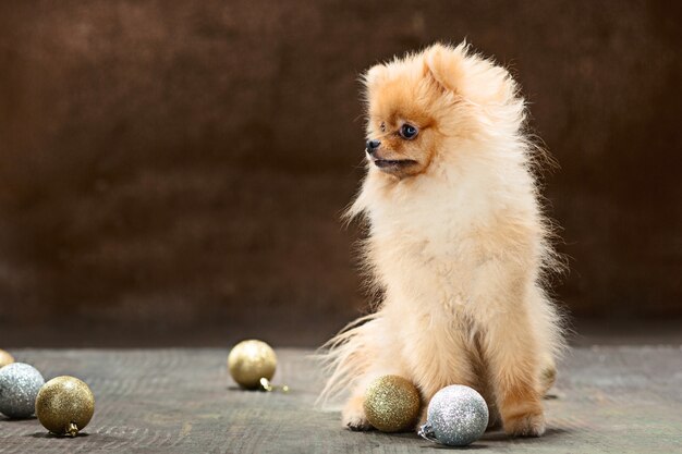 Spitz-dog in studio on a neutral background