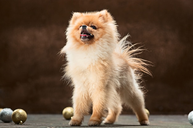 Free photo spitz-dog in studio on a neutral background