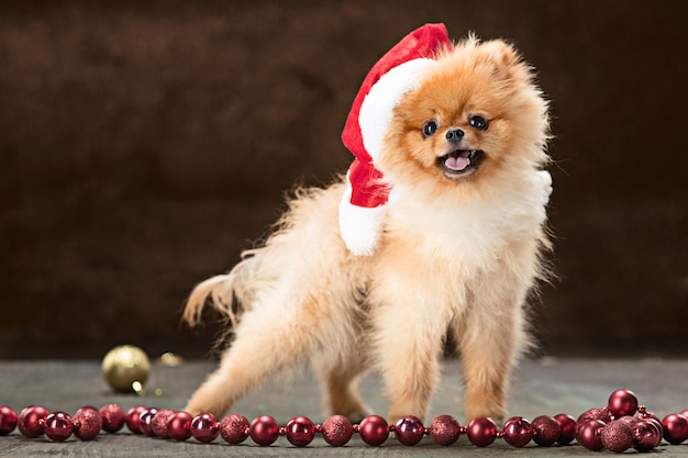 Spitz dog with santa hat