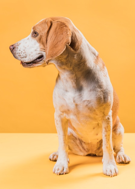 立派な犬の休息とよそ見