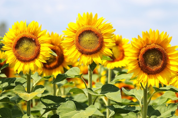 Splendid sunflowers in an agriculture field