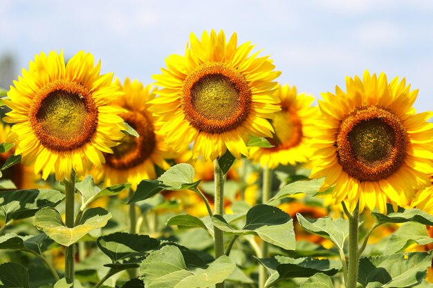 Splendid sunflowers in an agriculture field