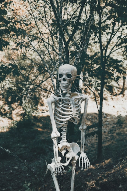 Spooky skeleton in sunny forest