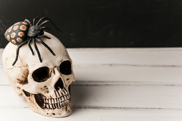 Free photo spooky skull with spider on top