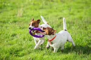 Free photo sportive dog performing during the lure coursing in competition