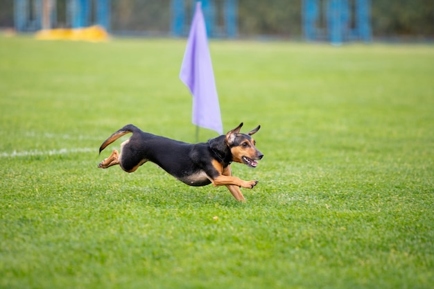 Foto gratuita cane sportivo che si esibisce durante il corso di esca in competizione