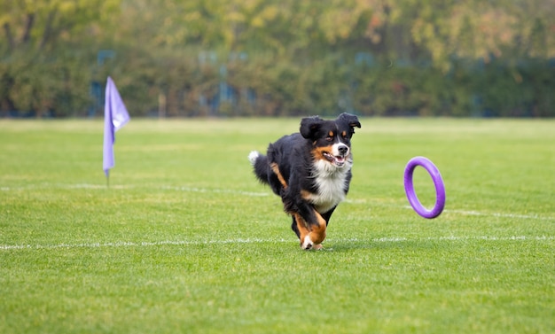 Sportive dog performing during the lure coursing in competition