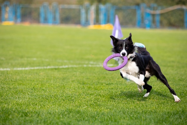 競技中​の​ルアーコーシング中​に​演じる​スポーティーな​犬