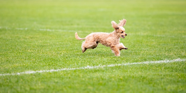 競技中のルアーコーシング中に演じるスポーティーな犬