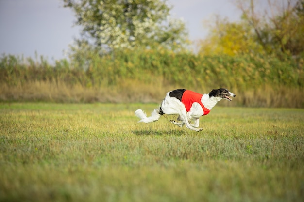 Sportive dog performing during the lure coursing in competition.
