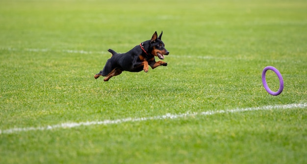 Sportive dog performing during the lure coursing in competition