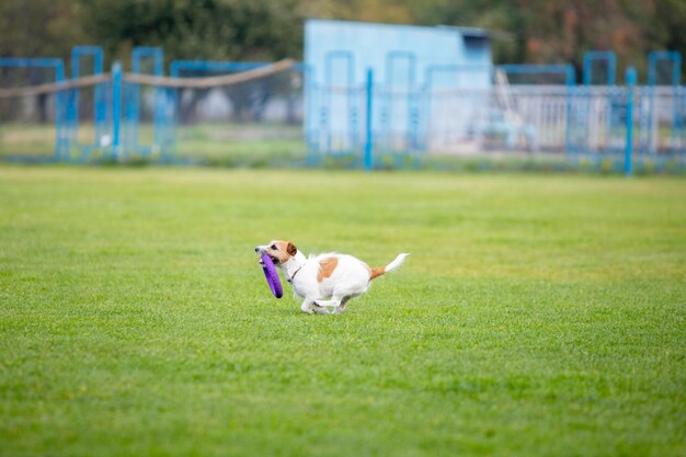 Sportive dog performing during the lure coursing in competition