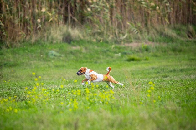 Sportive dog performing during the lure coursing in competition