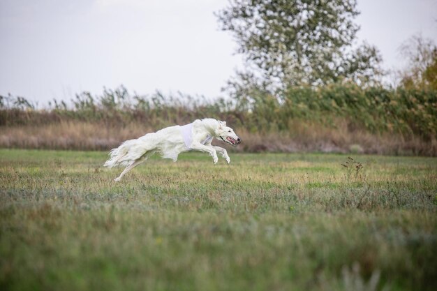 Sportive dog performing during the lure coursing in competition